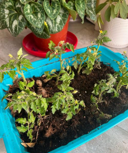 家庭养花用生根粉