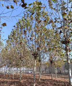 法桐顺利过冬的4个措施