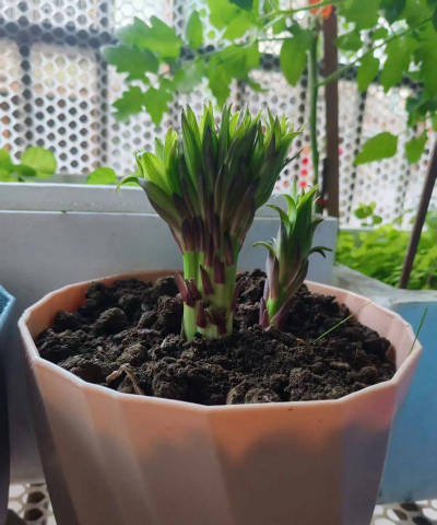 家庭养花用生根粉