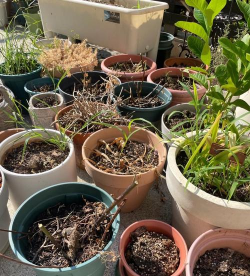 家庭养花用生根粉