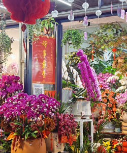 家庭养花用生根粉