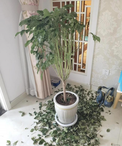 魔鬼藤叶子干枯怎么办