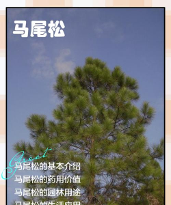 新栽马尾松怎么养护