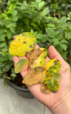 家庭养花用生根粉