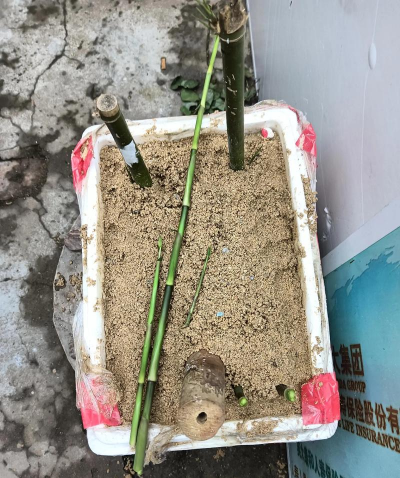 家庭养花用生根粉