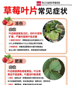 草莓盆栽烂是怎么回事