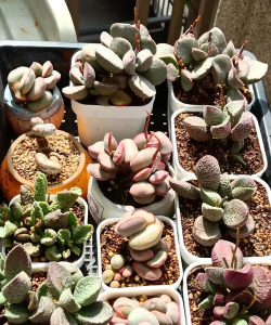 家庭养花用生根粉