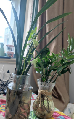 家庭养花用生根粉