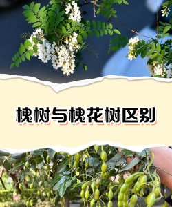 两种方法辨别真假香花槐