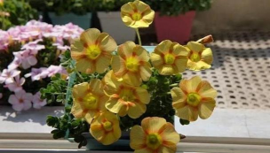 家庭养花用生根粉