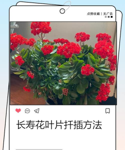 家庭养花用生根粉