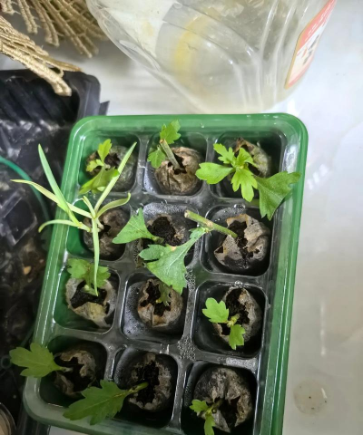 家庭养花用生根粉