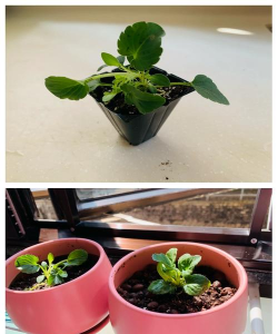 家庭养花用生根粉