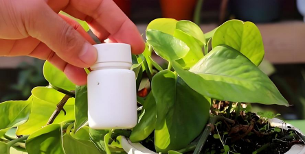 家庭养花用生根粉