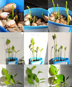 家庭养花用生根粉