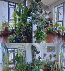 家庭养花用生根粉