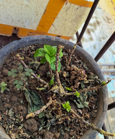 家庭养花用生根粉