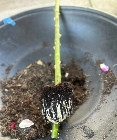 家庭养花用生根粉