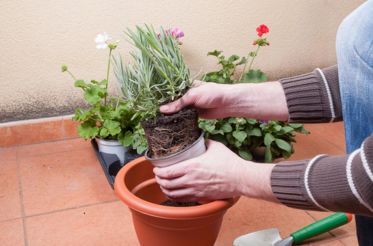 家庭养花用生根粉