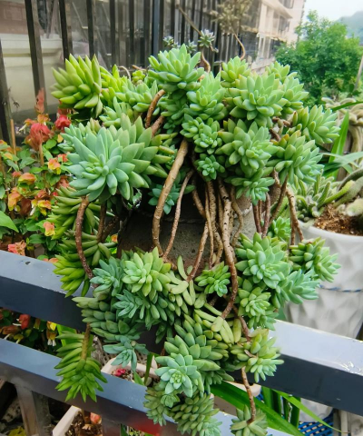 家庭养花用生根粉