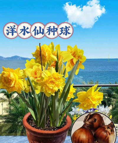 海洋球养花推荐