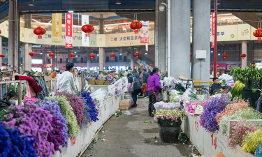 家庭养花用生根粉