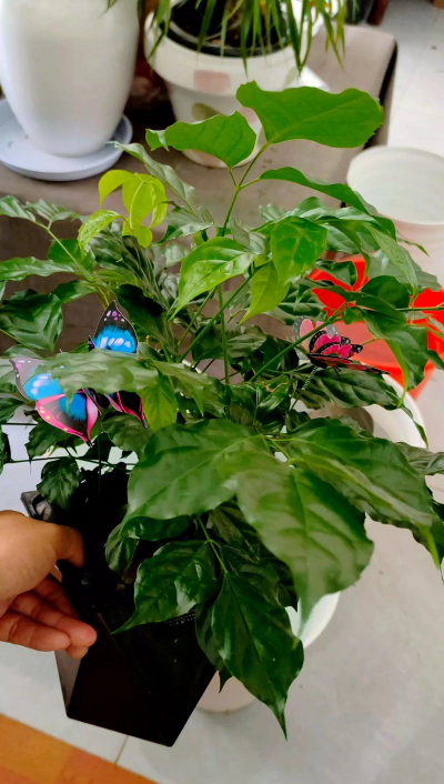 家庭养花用生根粉