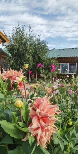 俄罗斯乡村养花