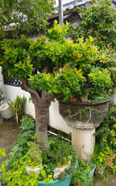 家庭养花用生根粉