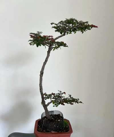 枫港柿盆景怎么养