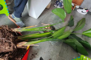 鹤望兰干叶芯怎么办