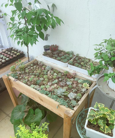 家庭养花用生根粉