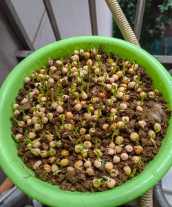 家庭养花用生根粉