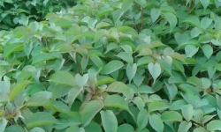 重阳木没叶子怎么办