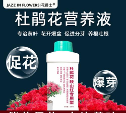 家庭养花用生根粉