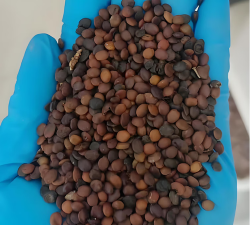 紫金花种子怎么种