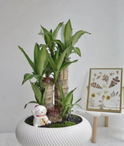 巴西铁树干稍怎么回事