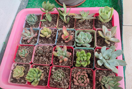 家庭养花用生根粉