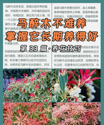 马醉木怎么养会生根