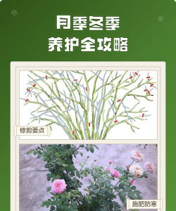 月季冬季如何防寒