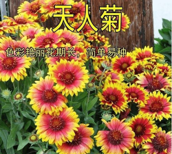 天人菊种子如何传播