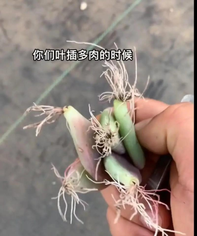 家庭养花用生根粉