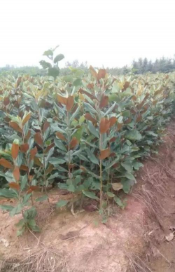 广玉兰移植技术