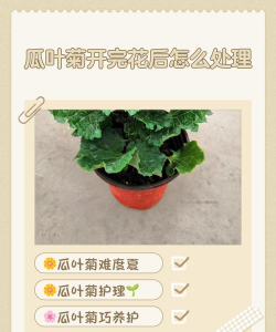 瓜叶菊开花了怎么处理