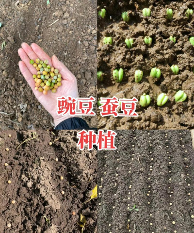 豌豆苗怎么种植在土里