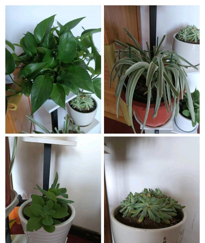 家庭养花用生根粉