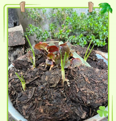 家庭养花用生根粉