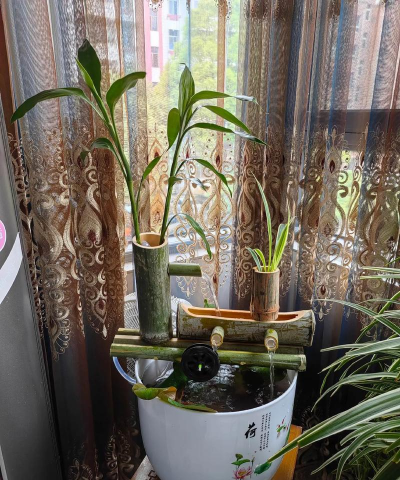 家庭养花用生根粉