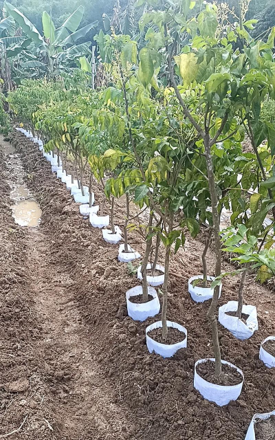 黄皮的种植与管理技术 黄皮的种植与管理技术