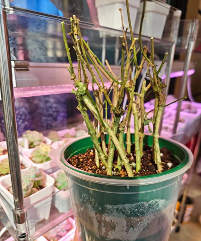 家庭养花用生根粉